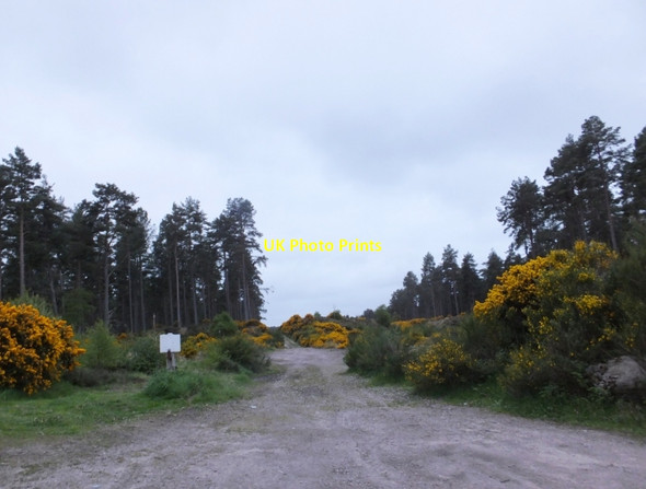 Photo 6"x4" Entrance to Carse Wood Ardersier c2016