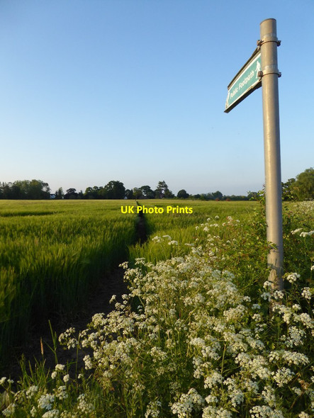 Photo 6"x4" Footpath to Earl's Croome Holly Green\/SO8641 c2016