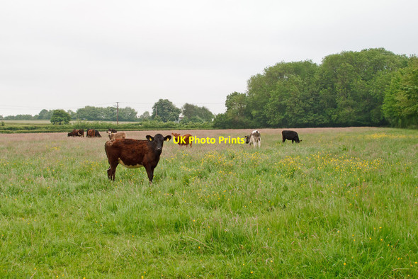 Photo 6"x4" Calves in field, Steeple Bumpstead Frinkle Green c2016