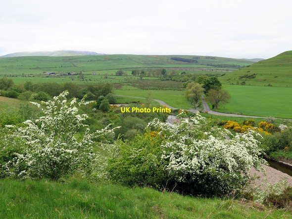 Photo 6"x4" Hawthorn blossom above River Breamish Branton\/NU0416 c2016