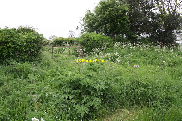 Photo 6"x4" Gateway to field at bend in Moor Lane Hunton\/SE1892 c2016