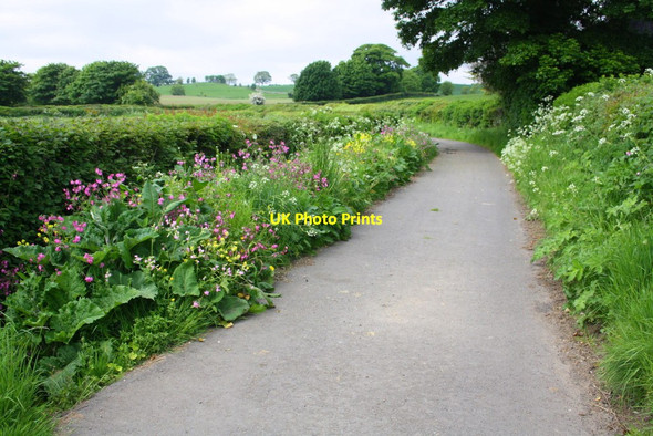 Photo 6"x4" Wild flowers in verge of Nanny Goat Lane Arrathorne c2016