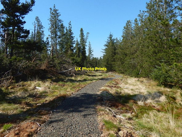 Photo 6"x4" New path through the woods Carling Burn c2016