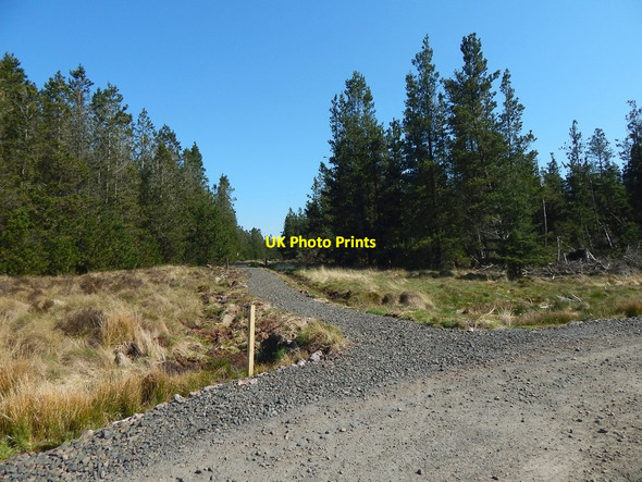 Photo 6"x4" Path meeting forestry track Carling Burn c2016 P1