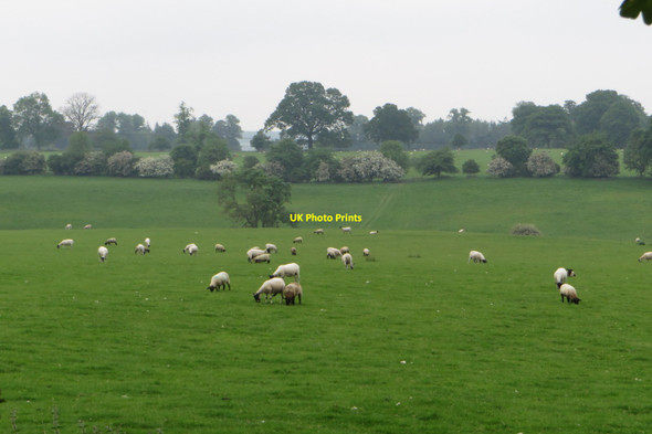 Photo 6"x4" Sheep grazing by Welsh Lane Shalstone c2016