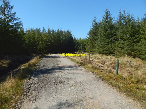Photo 6"x4" Forestry track Craighat c2016 P1