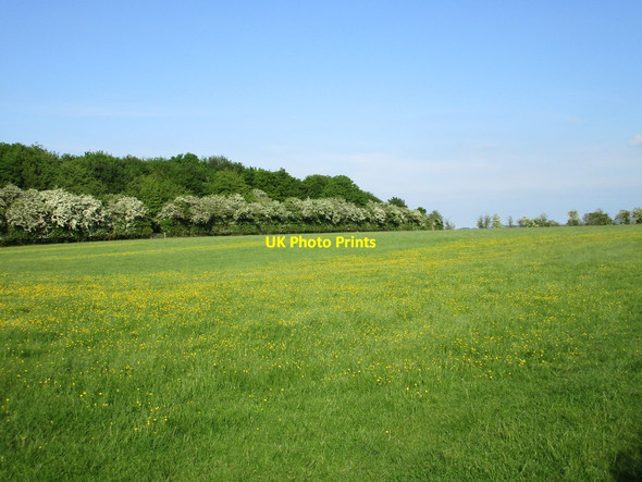 Photo 6"x4" Field of buttercups Barnstone c2016