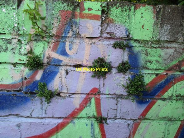 Photo 6"x4" Pennywort amongst the graffiti Bingham\/SK7039 c2016