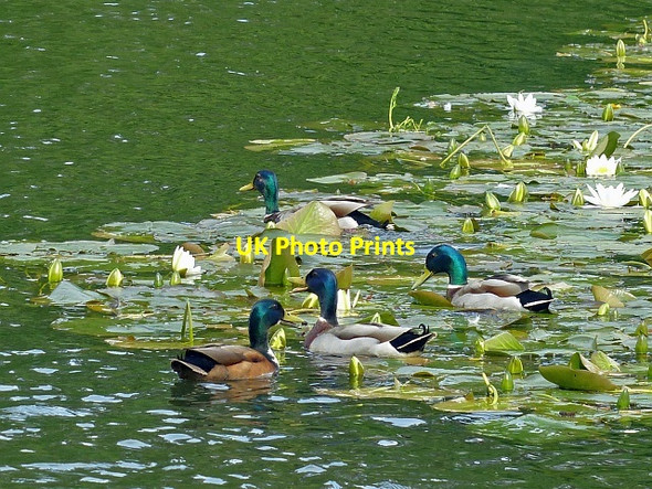 Photo 6"x4" Mallards and water lilies, Tredegar House Country Park, Newport Duffryn\/ST2985 c2016