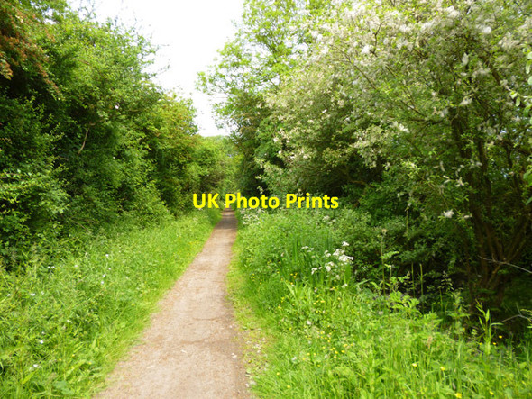 Photo 6"x4" The Flitch Way Little Dunmow c2016