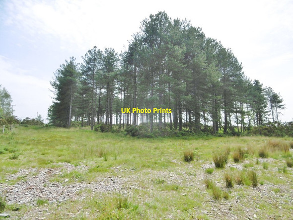 Photo 6"x4" Slepe Heath, tree clump Ridge\/SY9386 c2016