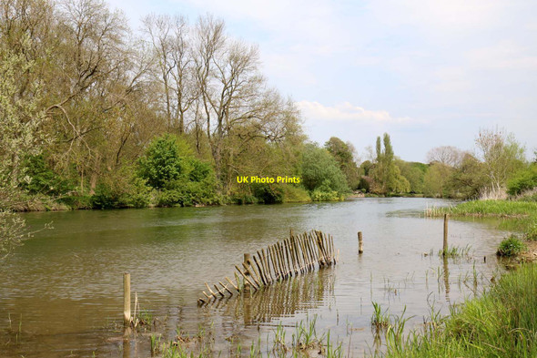 Photo 6"x4" The River Thames by Clifton Meadow Burcot\/SU5695 c2016