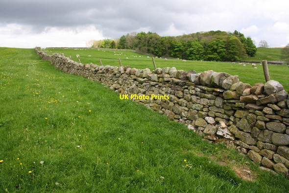 Photo 6"x4" Sheep pasture near Crowhill Downholme c2016