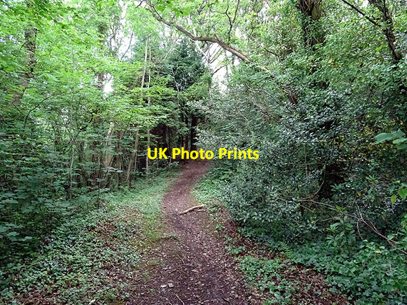 Photo 6"x4" Path through Coed Pantglas Mawr Tre'r-dd\u00f4l\/SN6692 c2016