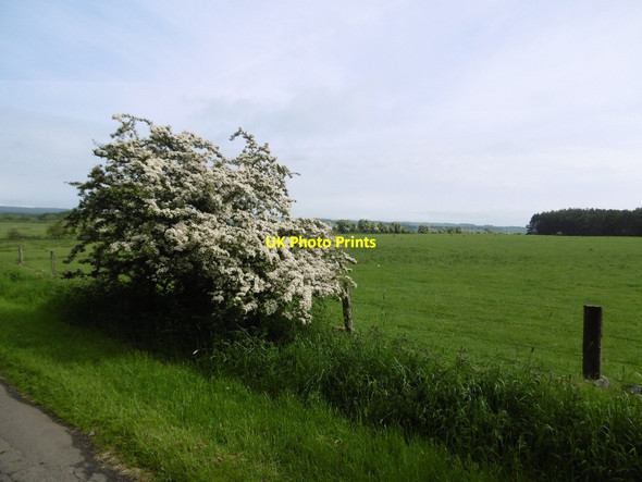 Photo 6"x4" Hawthorn, Elf Hills Cambo\/NZ0285 c2016