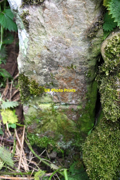 Photo 6"x4" Benchmark on gatepost in hedge beside A6108 Downholme c2016