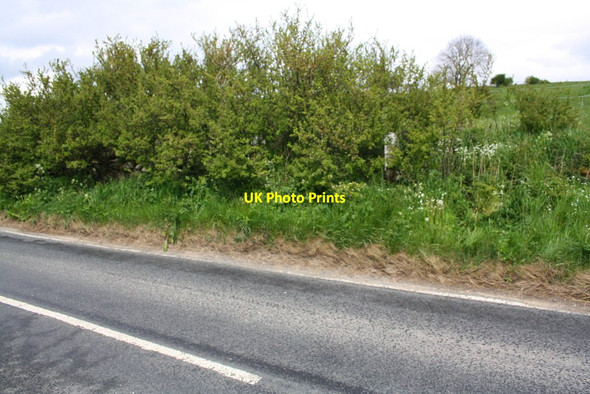 Photo 6"x4" Hedge beside A6108 at Walburn Head Downholme c2016