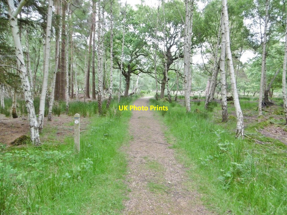 Photo 6"x4" Arne, Woodland Walk Arne c2016