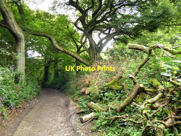 Photo 6"x4" Public byway up North Downs Broad Street\/TQ8356 c2016