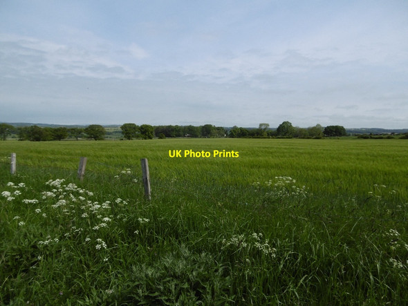 Photo 6"x4" Barley, Middleton Bolam West Houses c2016