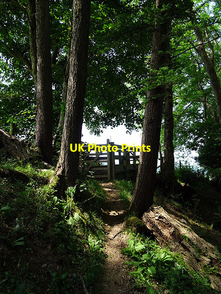 Photo 6"x4" Gate beneath the trees Coed y Garth c2016