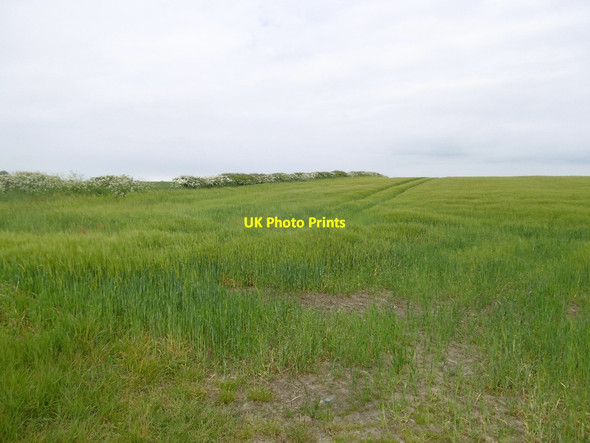 Photo 6"x4" Barley, Belsay Harnham\/NZ0780 c2016