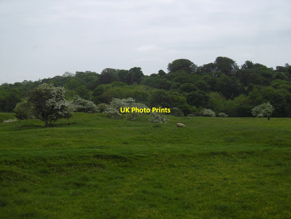 Photo 6"x4" Quarried ground, West Belsay Black Heddon\/NZ0776 c2016