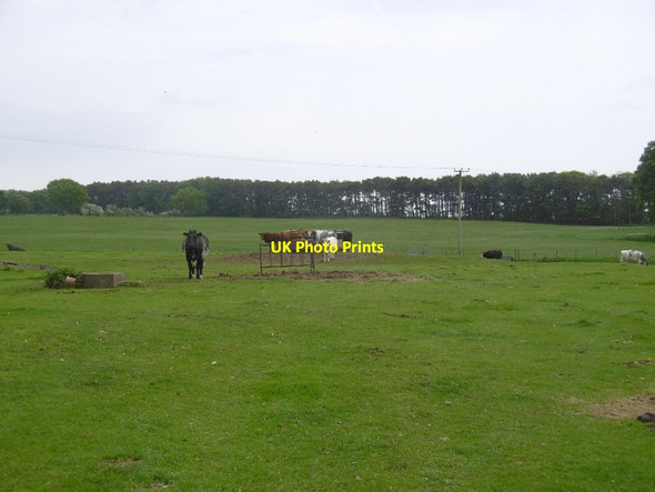 Photo 6"x4" Cattle, Black Heddon Black Heddon\/NZ0776 c2016
