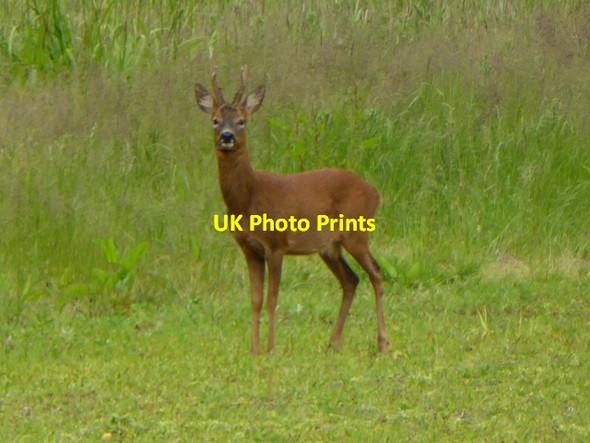 Photo 6"x4" Deer in Bowood Park Calne c2016