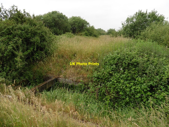 Photo 6"x4" Overgrown trackbed on former Taunton to Chard railway West Lyng c2016