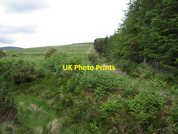 Photo 6"x4" Forest Edge Burncourt c2016