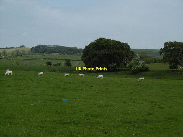 Photo 6"x4" Charolais cattle, Hallington Hallington\/NY9875 c2016