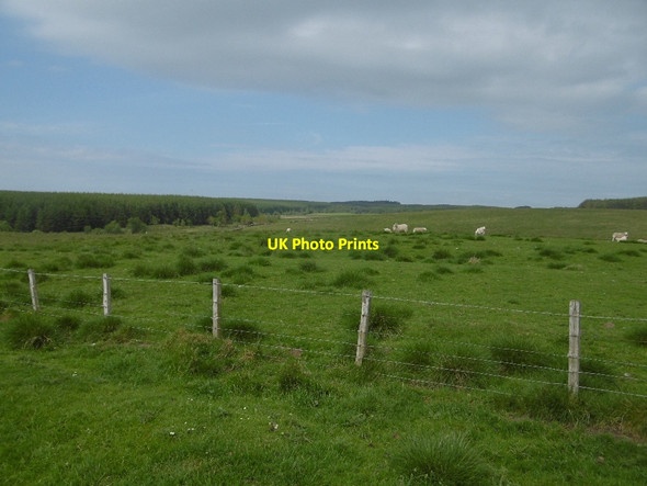 Photo 6"x4" Rough grazing Thockrington c2016
