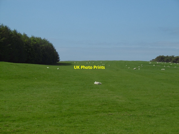 Photo 6"x4" Limestone grazing, North Heugh Thockrington c2016