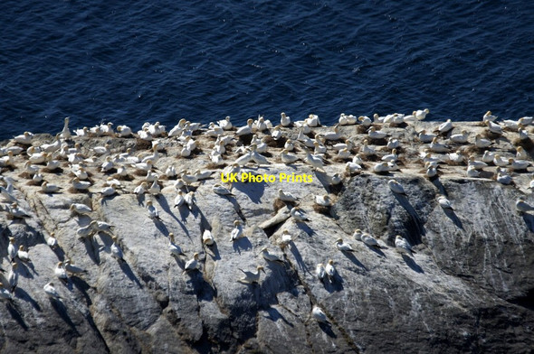 Photo 6"x4" Gannets on Flodda Stack, Hermaness Clingra Stack c2016