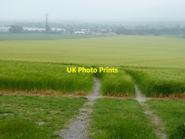 Photo 6"x4" Barley field below Roundway Hill Devizes c2016