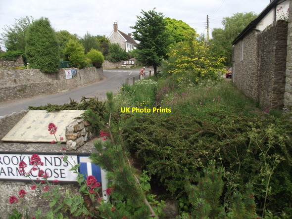 Photo 6"x4" Wild-flower conservation  Axminster c2016