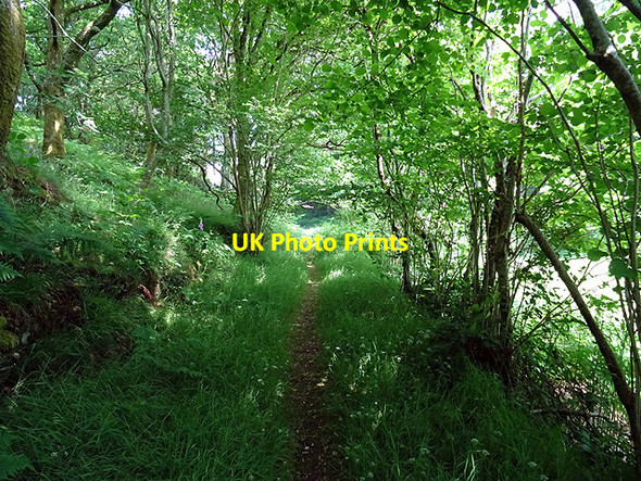 Photo 6"x4" Path through Coed-y-garth Coed y Garth c2016