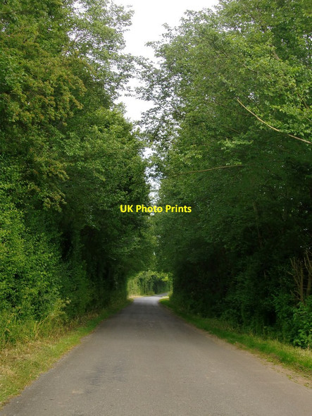 Photo 6"x4" A tunnel of greenery on the St Lawrence to Tillingham road St Lawrence\/TL9604 c2016