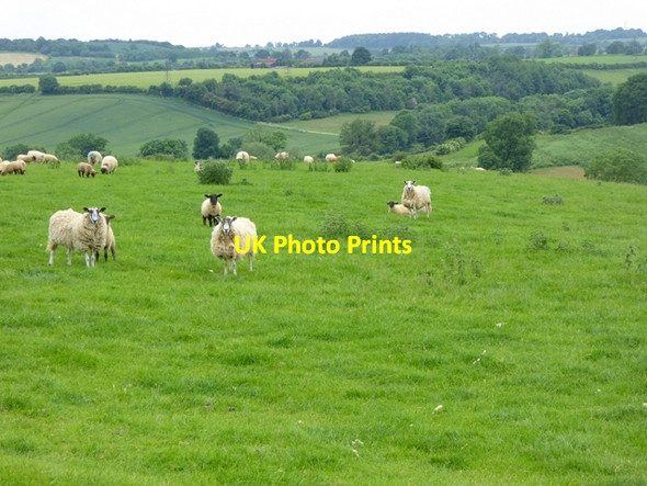 Photo 6"x4" Sheep in field near Alkerton Alkerton\/SP3742 c2016