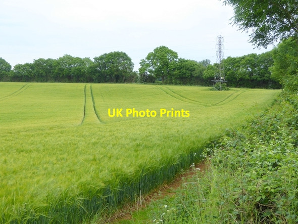 Photo 6"x4" Field of barley near Balscote Alkerton\/SP3742 c2016 P1