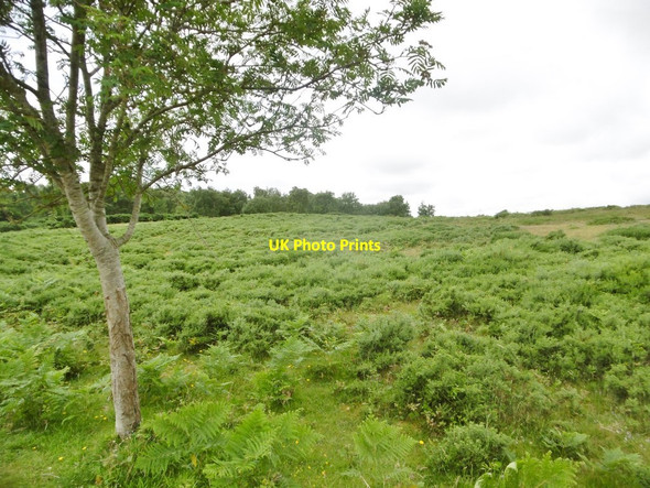 Photo 6"x4" Arne, Crichton's Heath Arne c2016