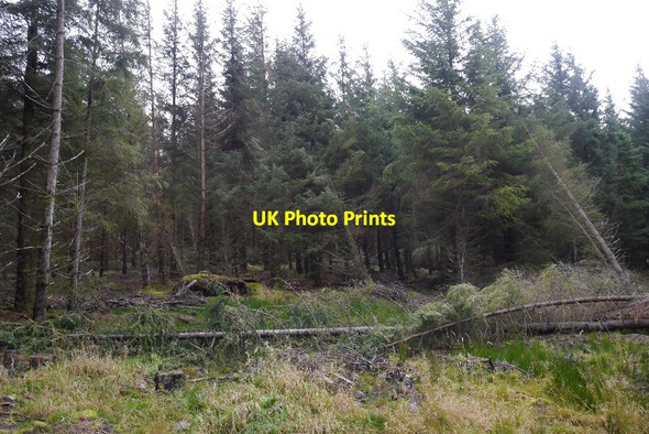 Photo 6"x4" Thinning, Burnt Hill Glendevon\/NN9904 c2015