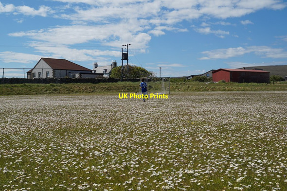 Photo 6"x4" Daisies on Baltasound football pitch Baliasta\/HP6009 c2016