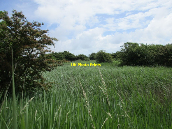 Photo 6"x4" Reed bed by the golf course Littlehampton c2016