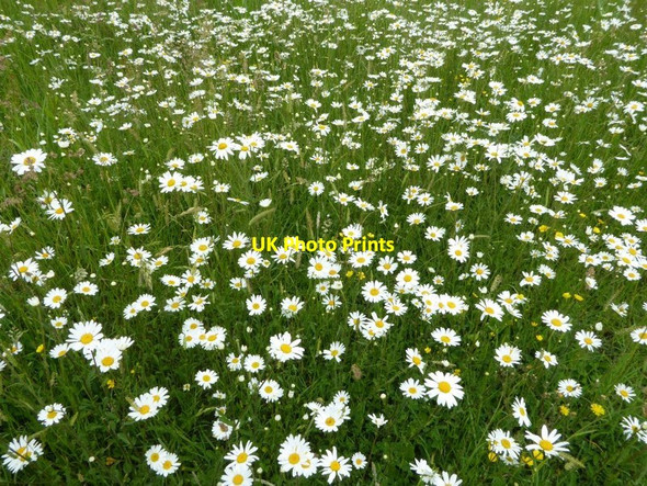 Photo 6"x4" Daisies in Croome Park Dunstall Common c2016