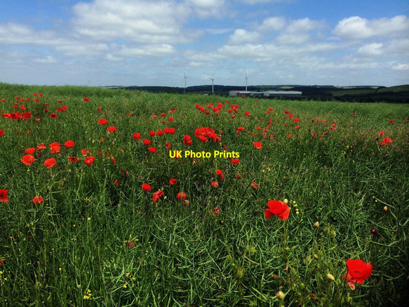 Photo 6"x4" Poppies in a field of rapeseed Darfield c2016