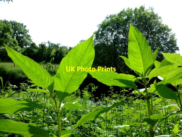 Photo 6"x4" Himalaya Balsam, Drudgeon Omagh c2016