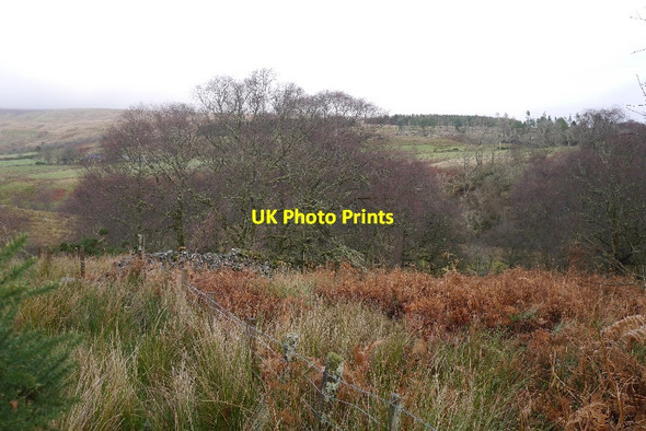 Photo 6"x4" Wood near Tam-na-voulin Helensburgh c2015