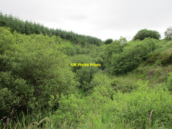 Photo 6"x4" Scrub by a stream Ballydesmond c2016